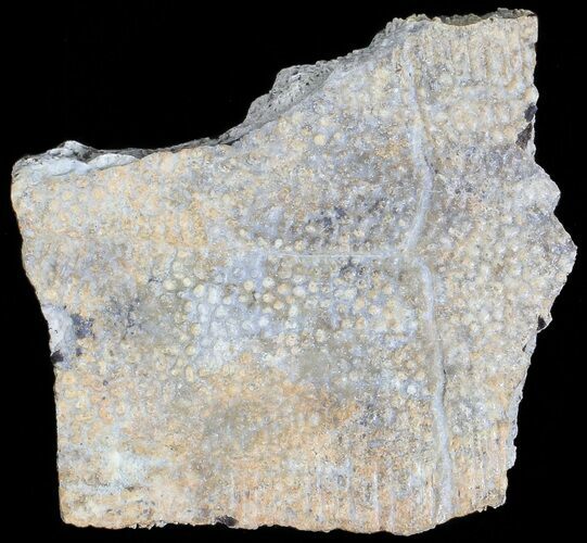 Fossil Turtle Shell Section - Montana #71222